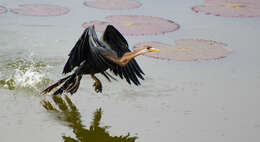 Image de Anhinga roux