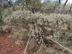 Imagem de Eremophila phyllopoda Chinnock