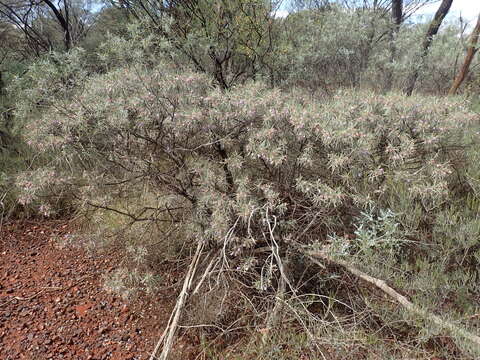 Imagem de Eremophila phyllopoda Chinnock