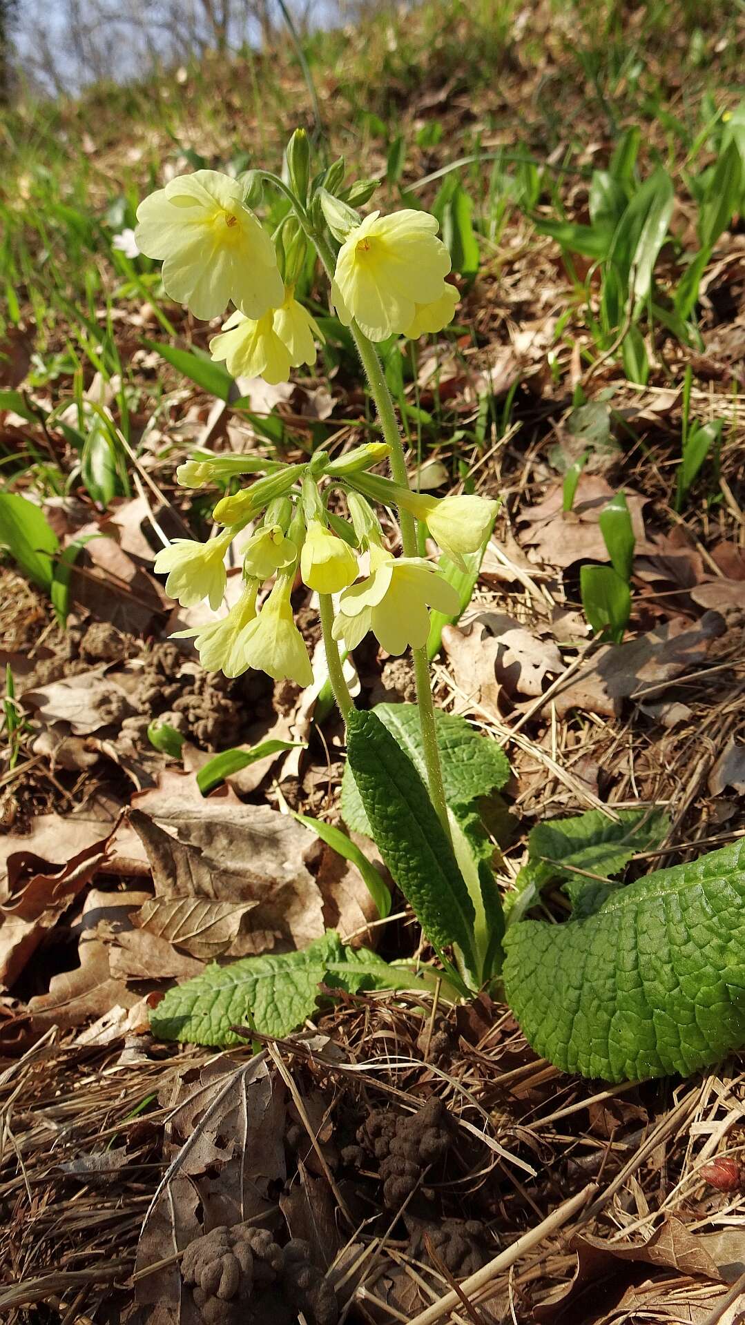 Image of oxlip