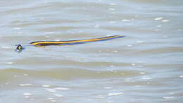 Image of Yellow-bellied sea snake