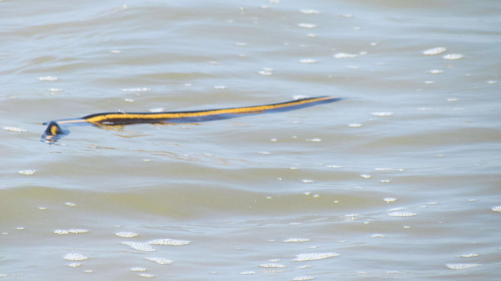 Image of Yellow-bellied sea snake