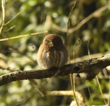 Image of Asian Barred Owlet