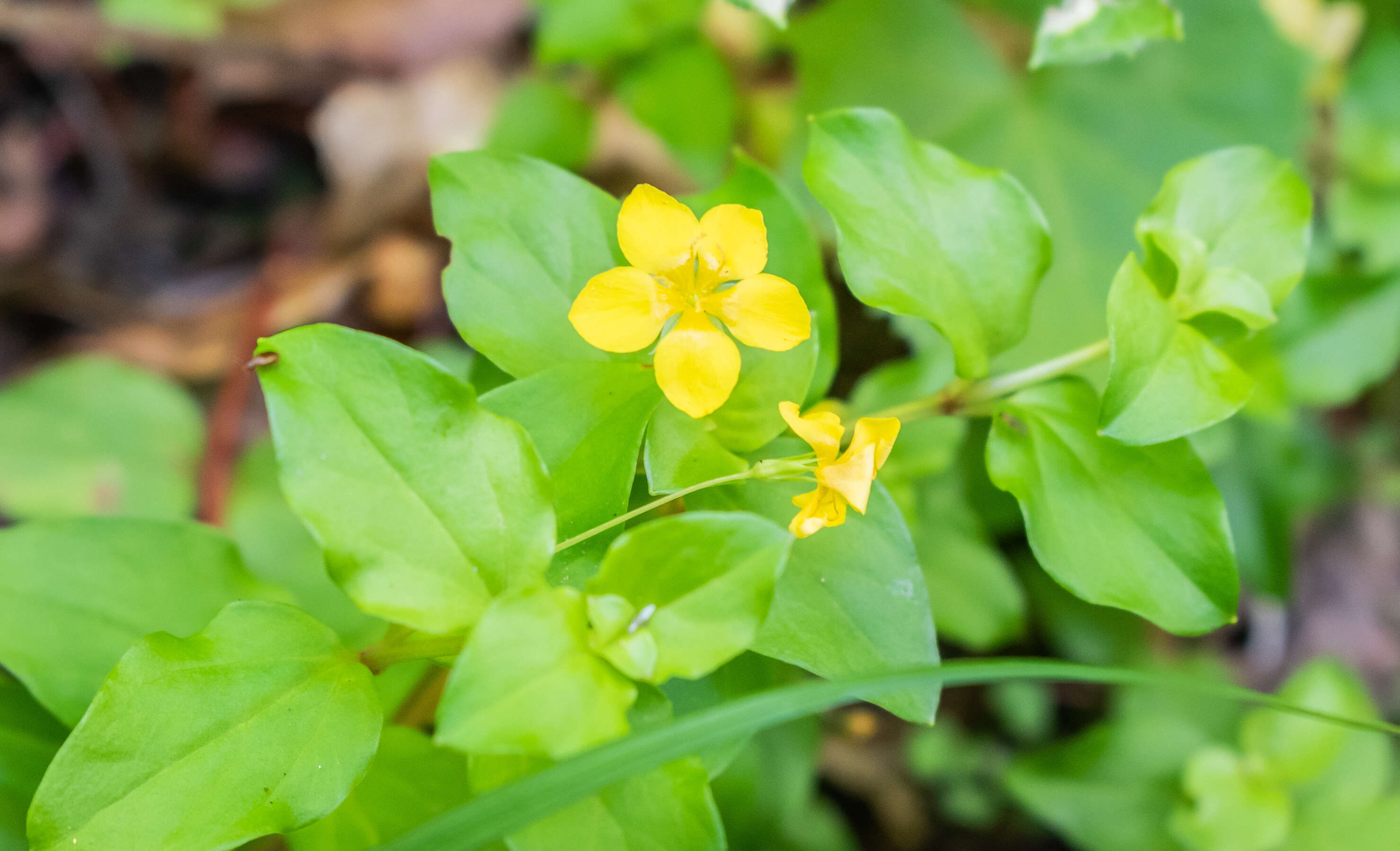 Image of Lysimachia nemorum L.