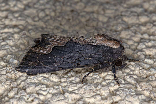 Imagem de Dypterygia scabriuscula Linnaeus 1758