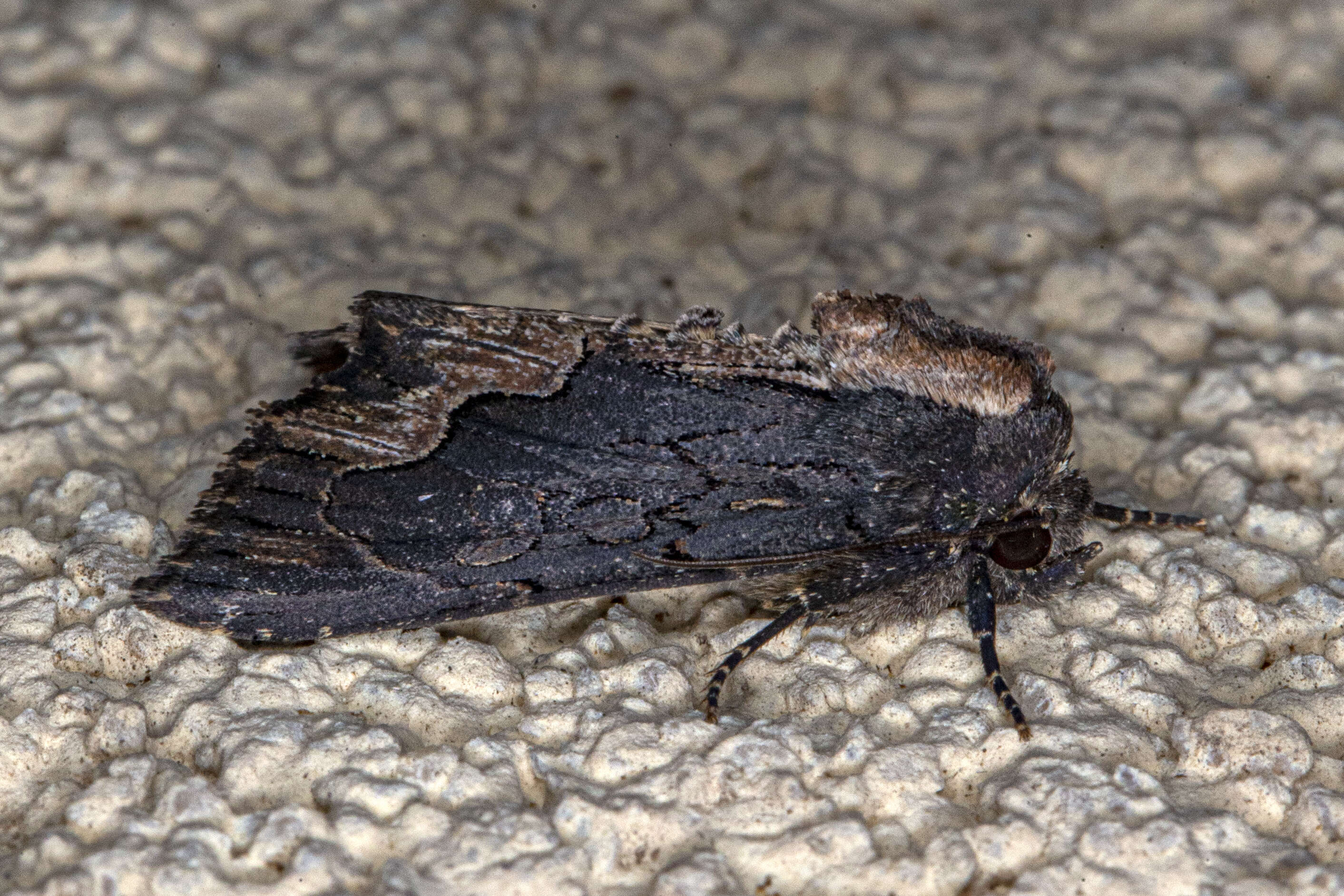 Image de noctuelle hérissée