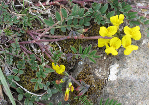 Image of Horseshoe-vetch