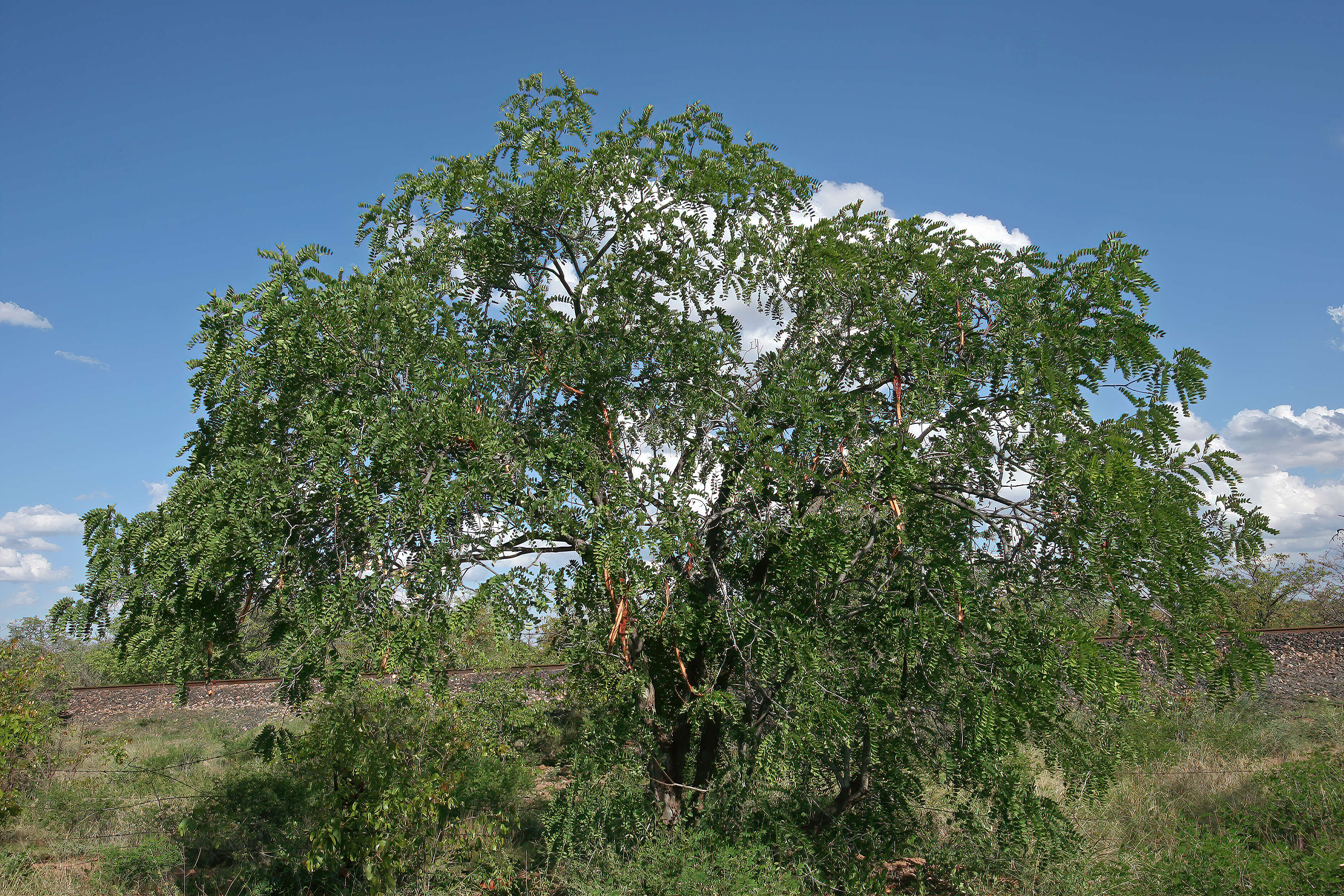 Слика од Cassia abbreviata Oliv.