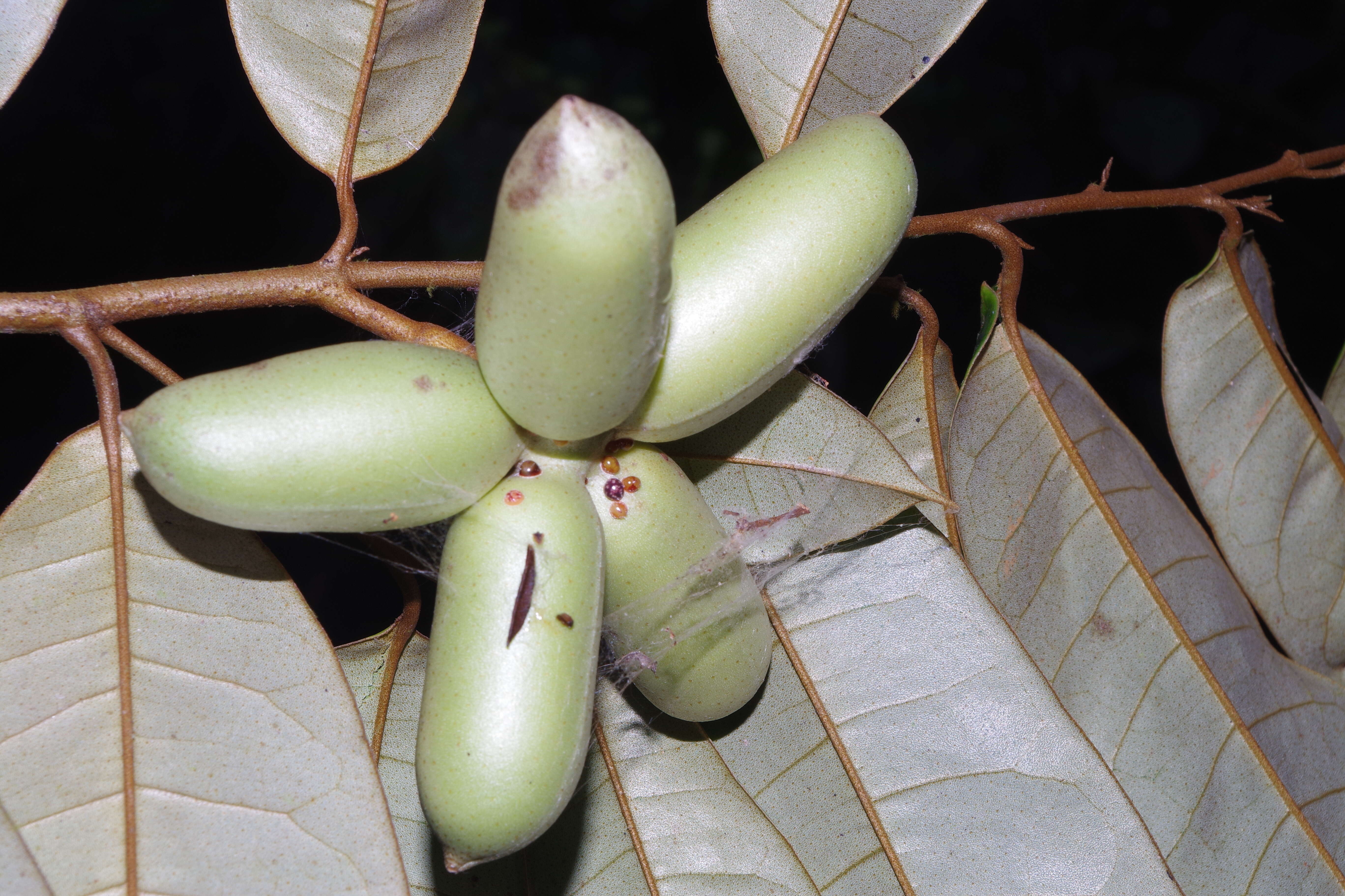 Image of Meiocarpidium lepidotum (Oliv.) Engl. & Diels
