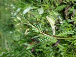 Image of smooth yellow vetch