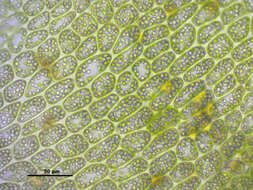 Image of Tritomaria exsectiformis (Breidl.) Schiffn. ex Loeske