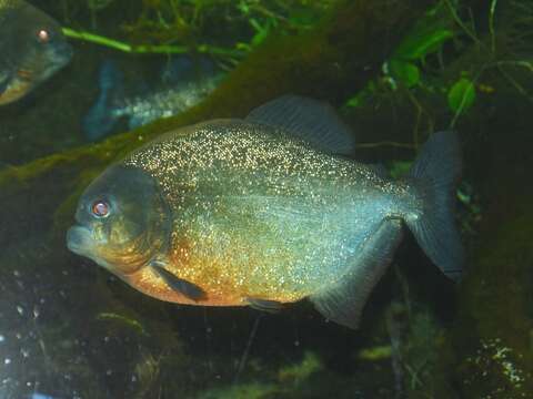 Image of San Francisco piranha