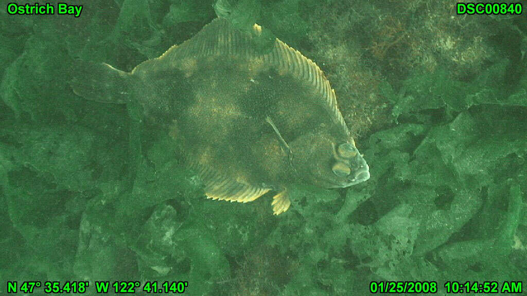 Image of Starry Flounder