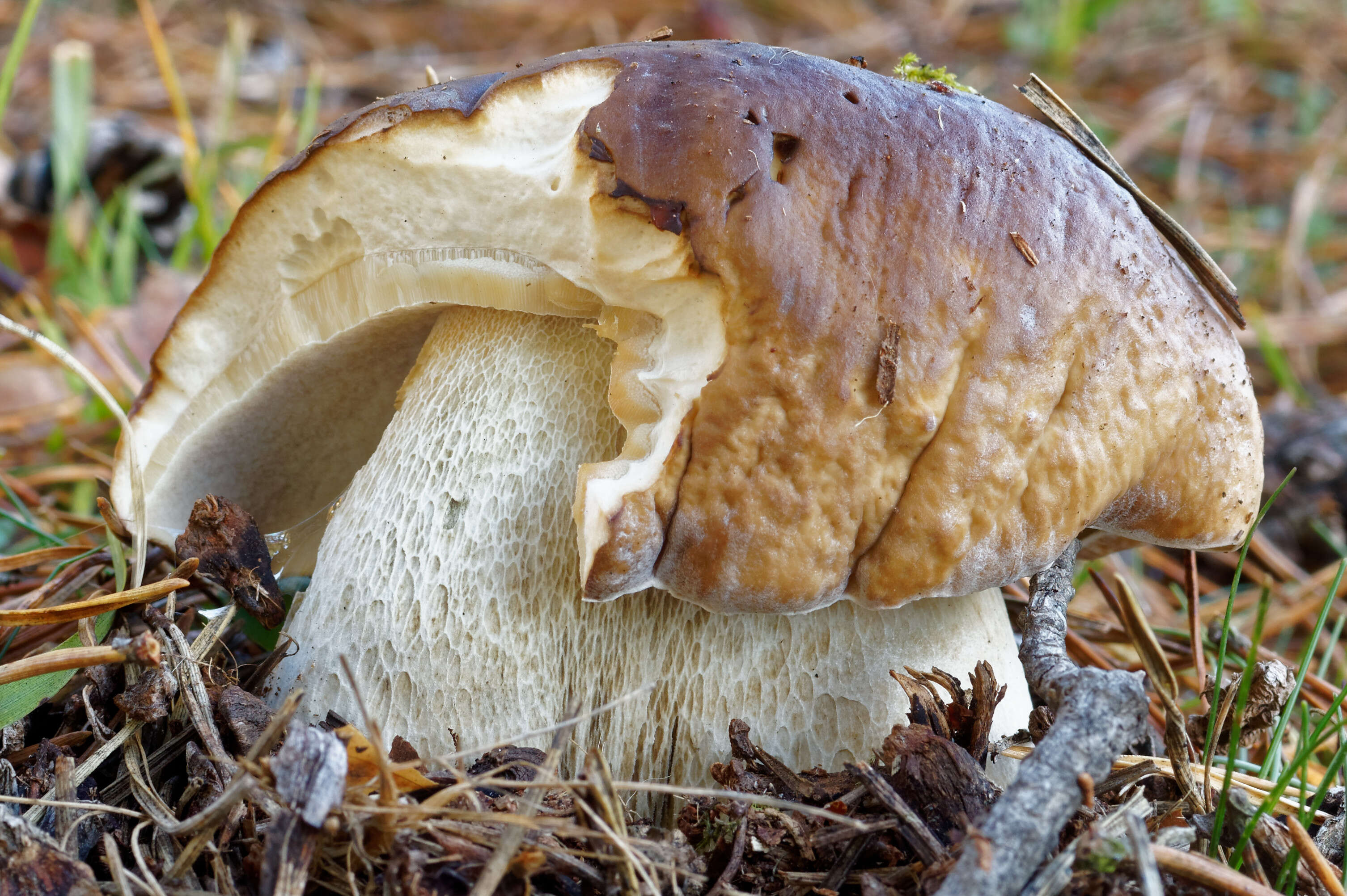 Image of Cep