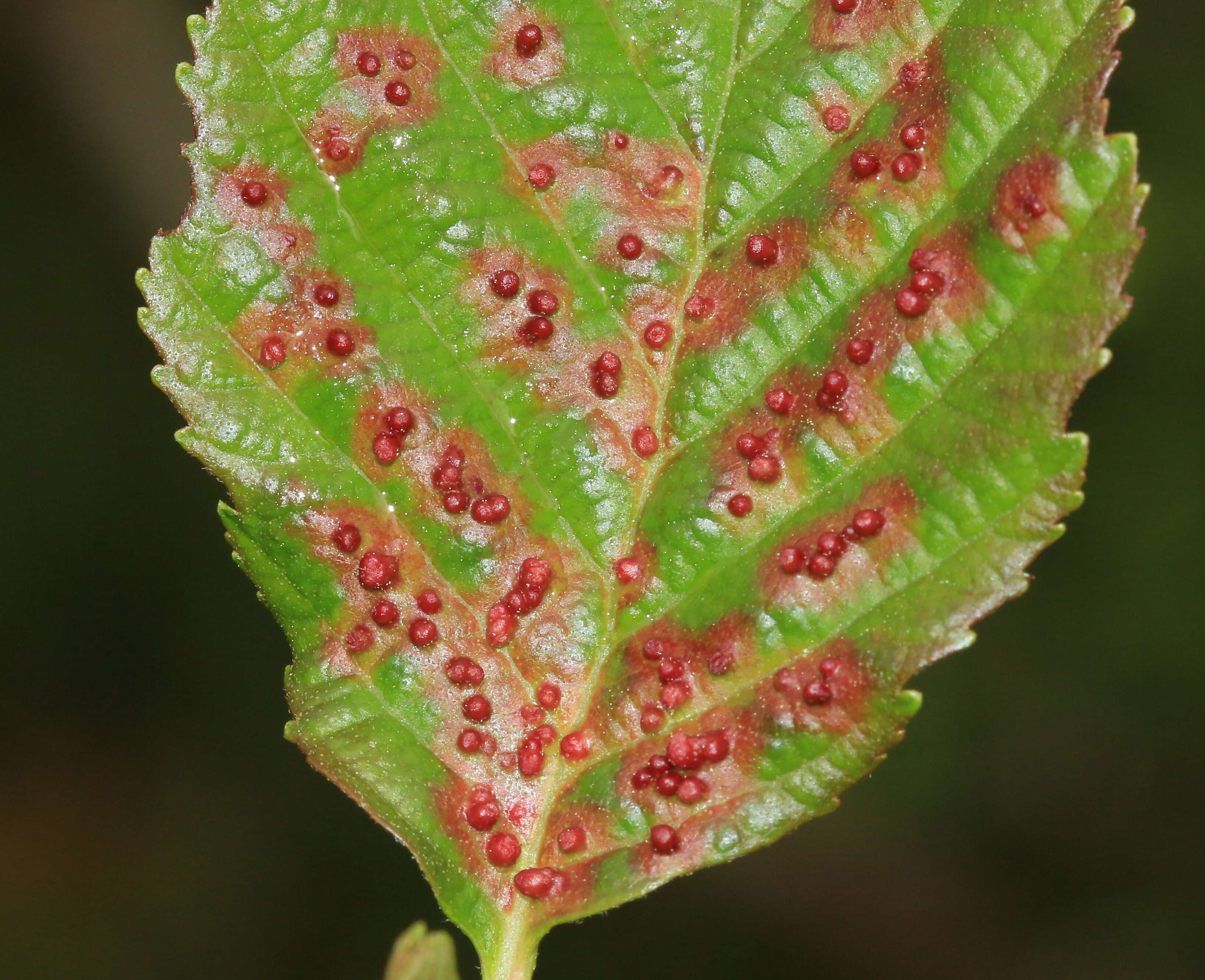 Image of Eriophyes laevis