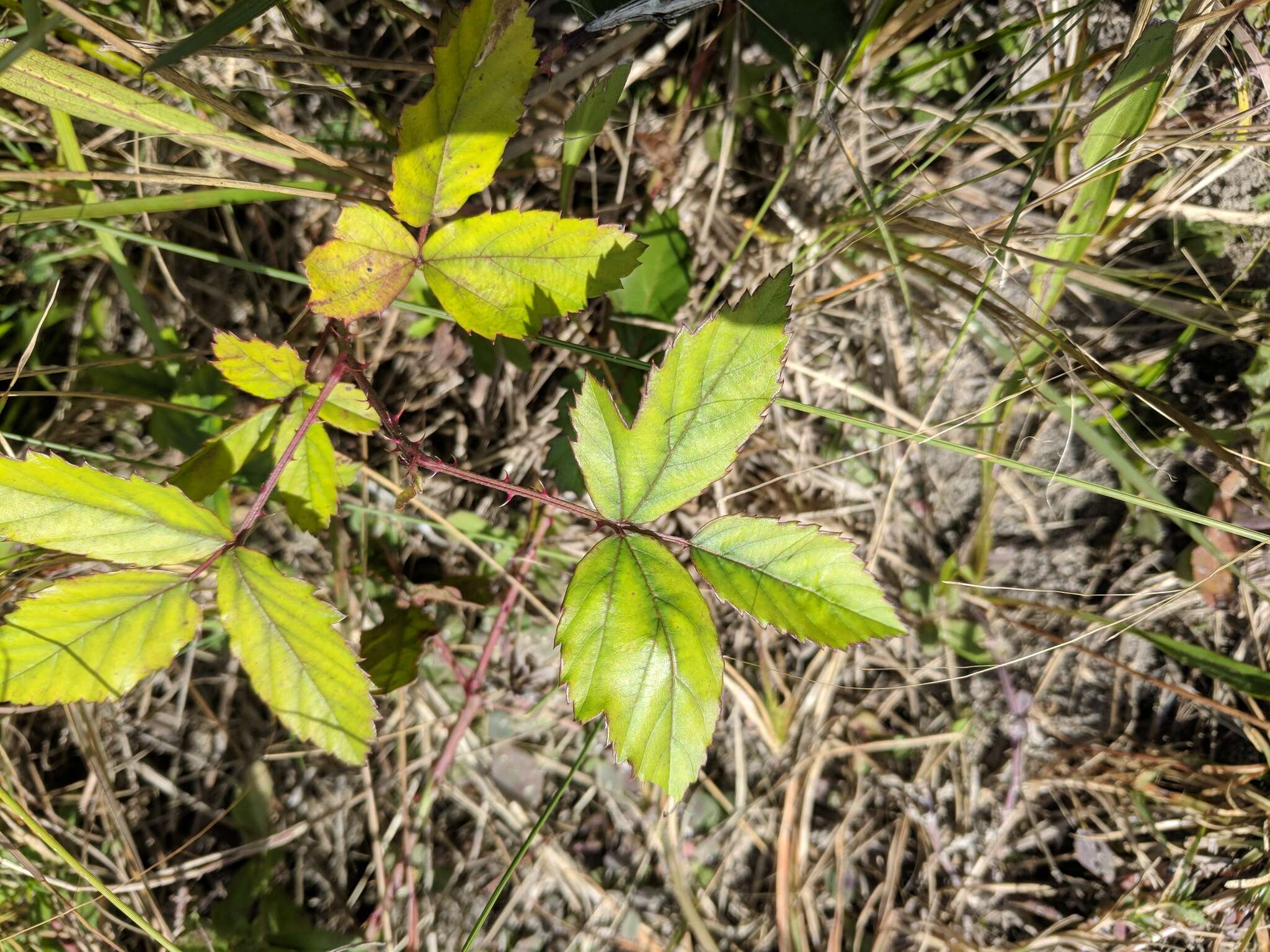 Image of Pennsylvania blackberry