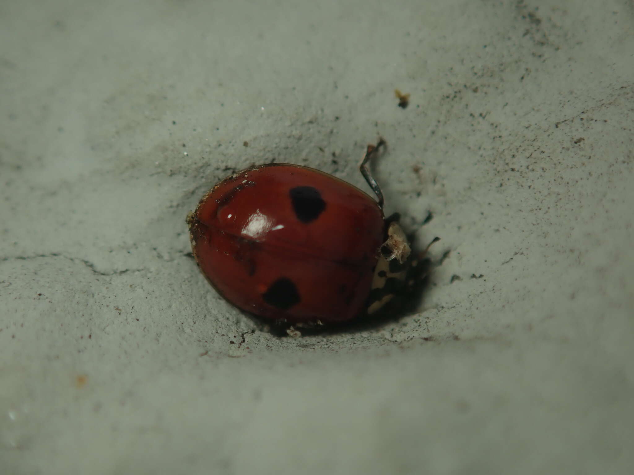 Image of twospotted lady beetle