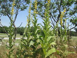 Image of Great Mullein