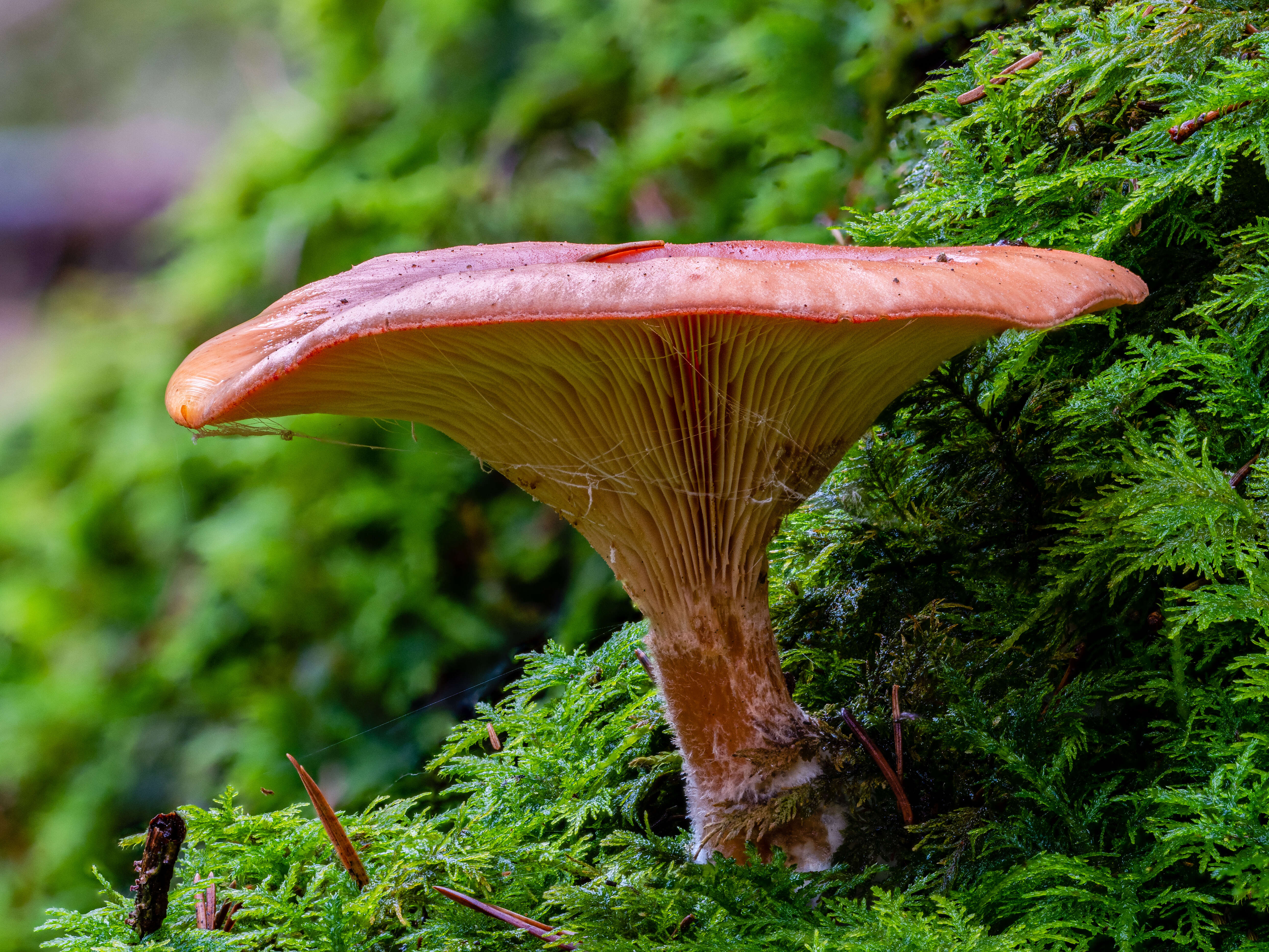 Image of Red Pine Mushroom