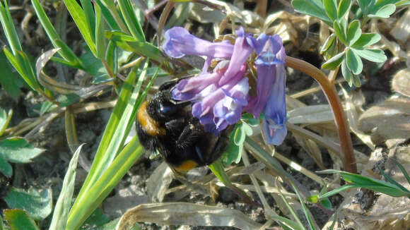 Image of Small garden bumblebee