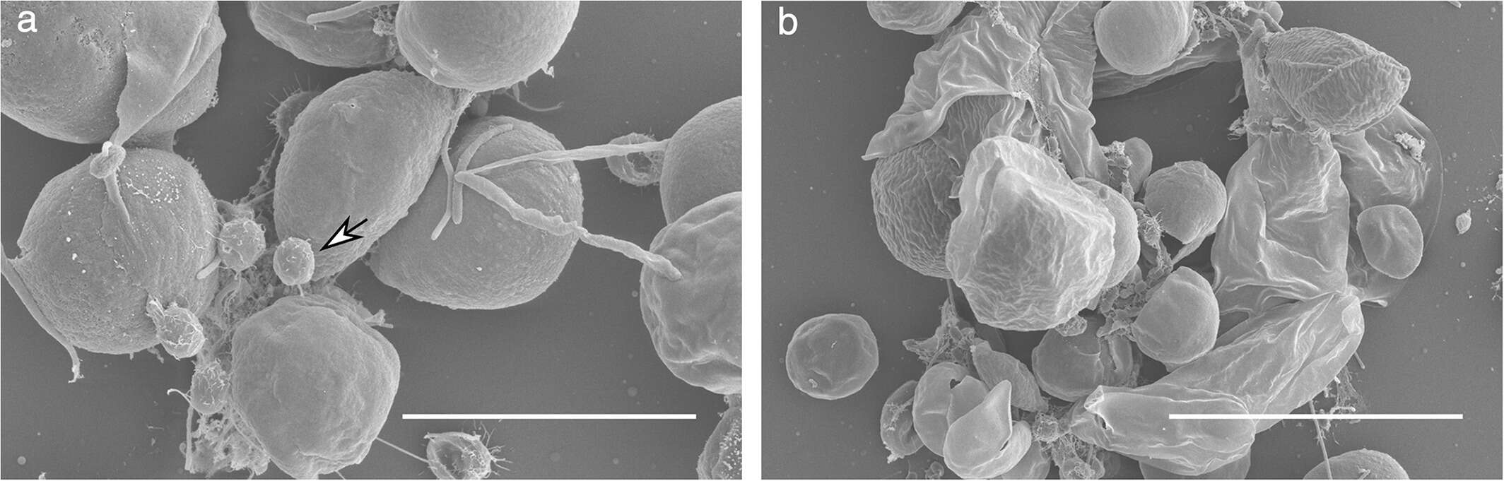 Image of Chlorella M. Beijerinck 1890