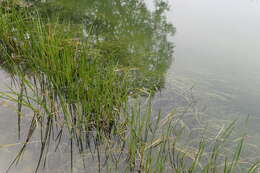 Image of flowering rush family