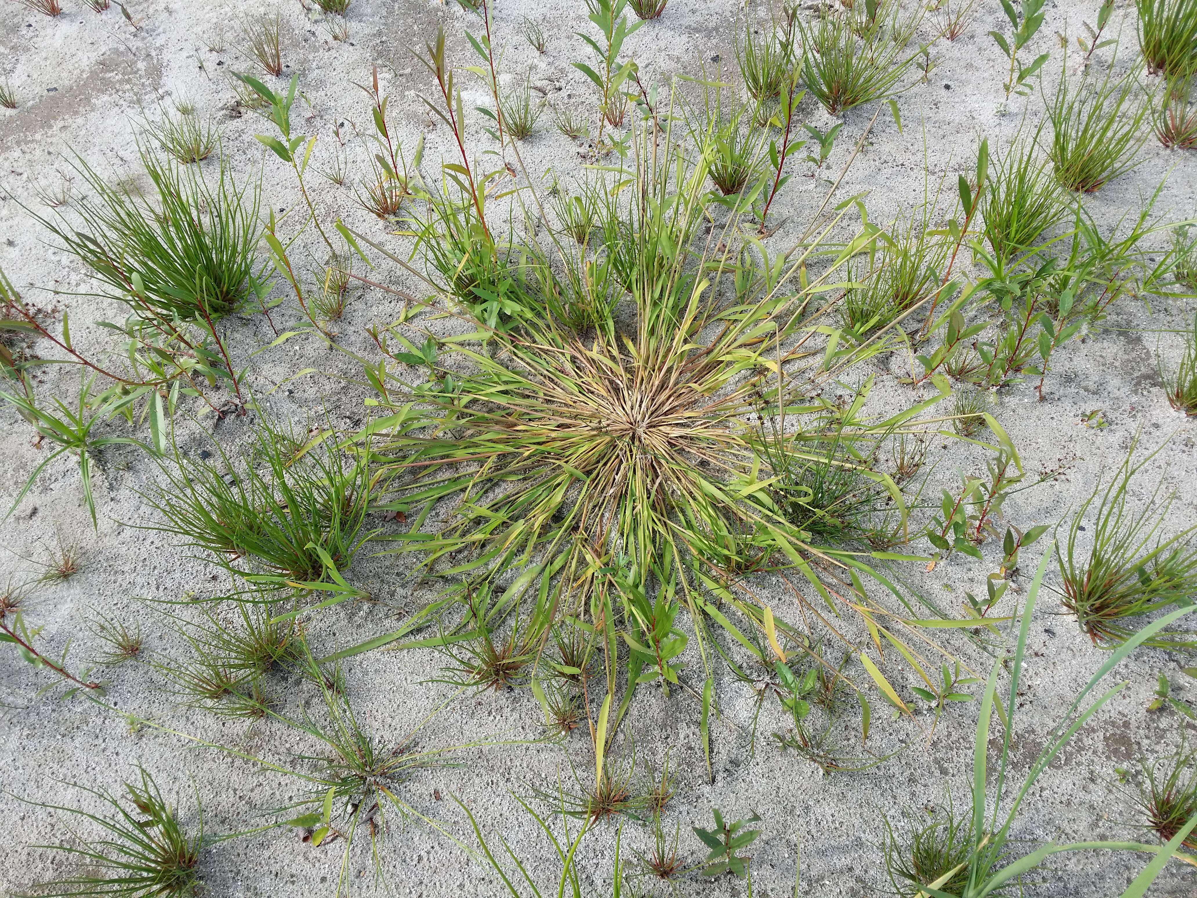 Image of Cut-grass