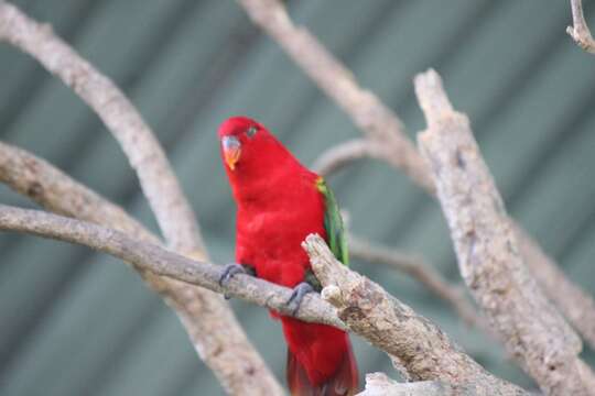 Image of Chattering Lory