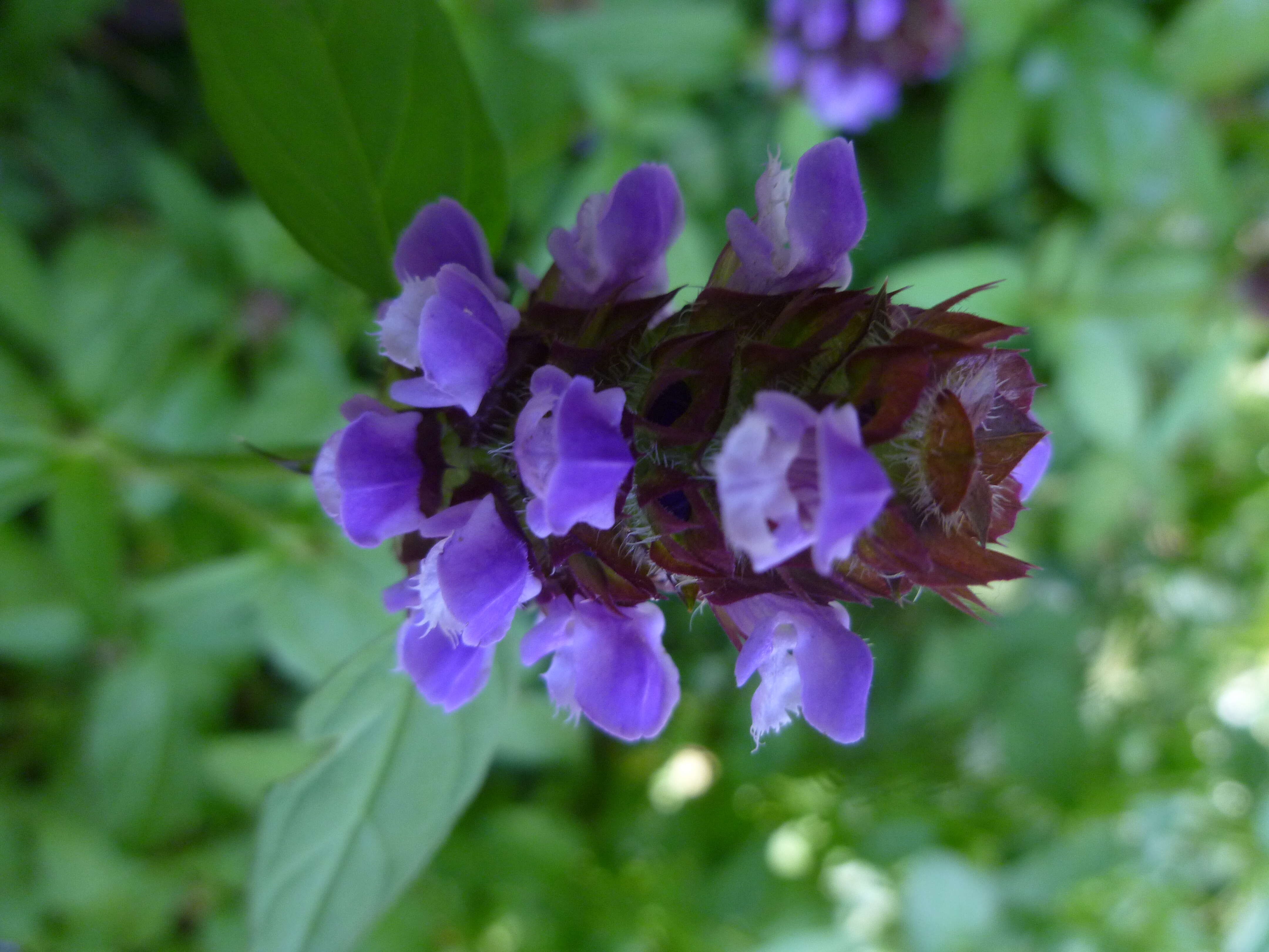 Image of common selfheal