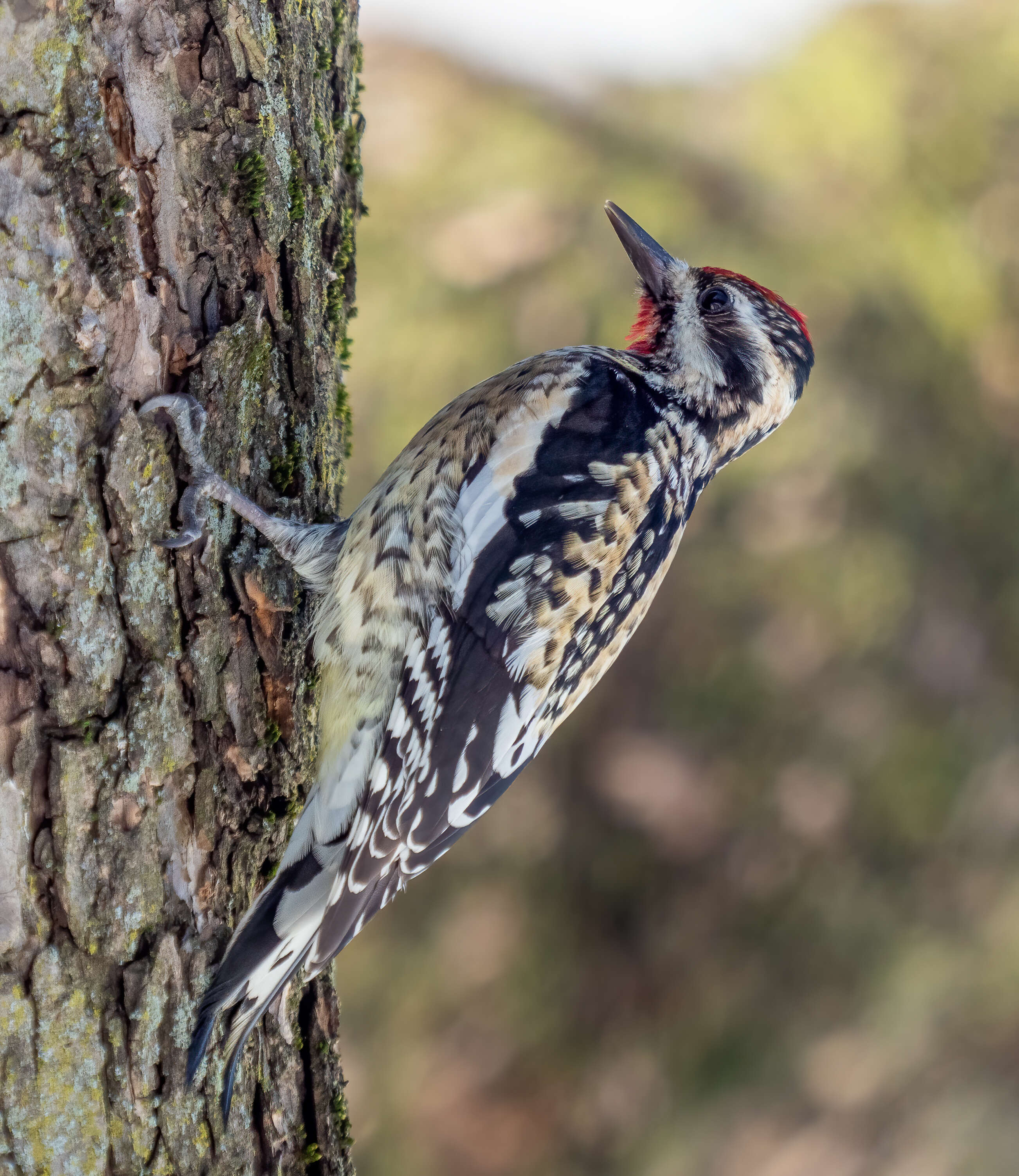 Image of Sapsucker