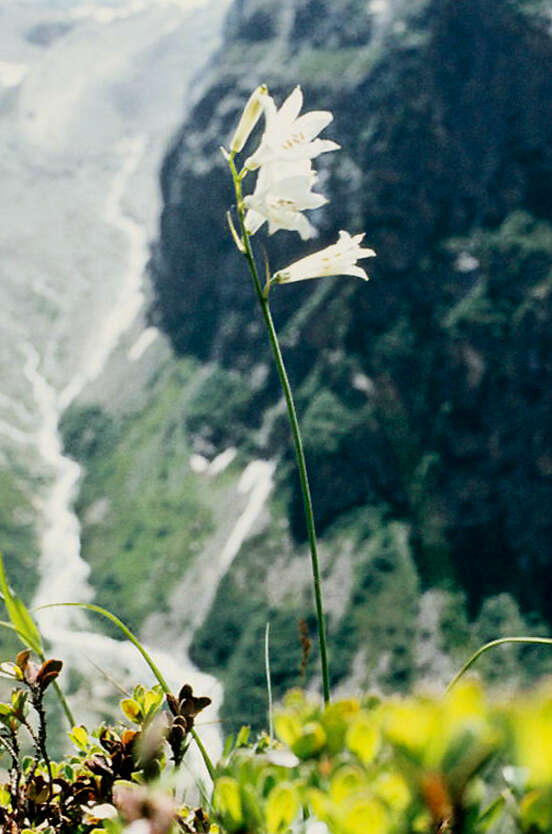 Image of St. Bruno's Lily