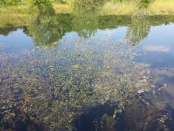 Image of Perfoliate Pondweed