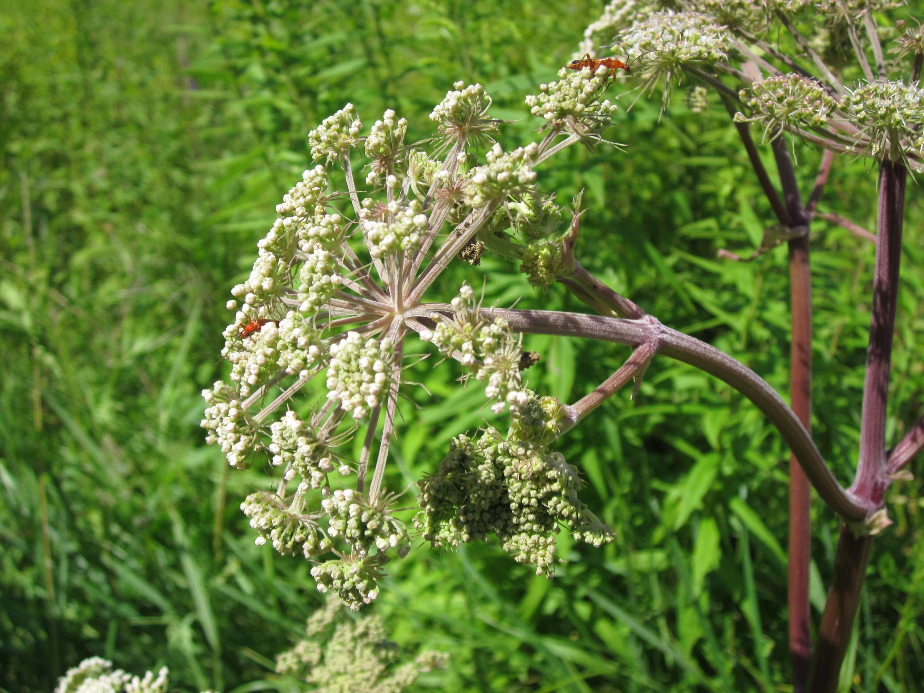 Image of wild angelica