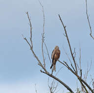 Image of Red Kite