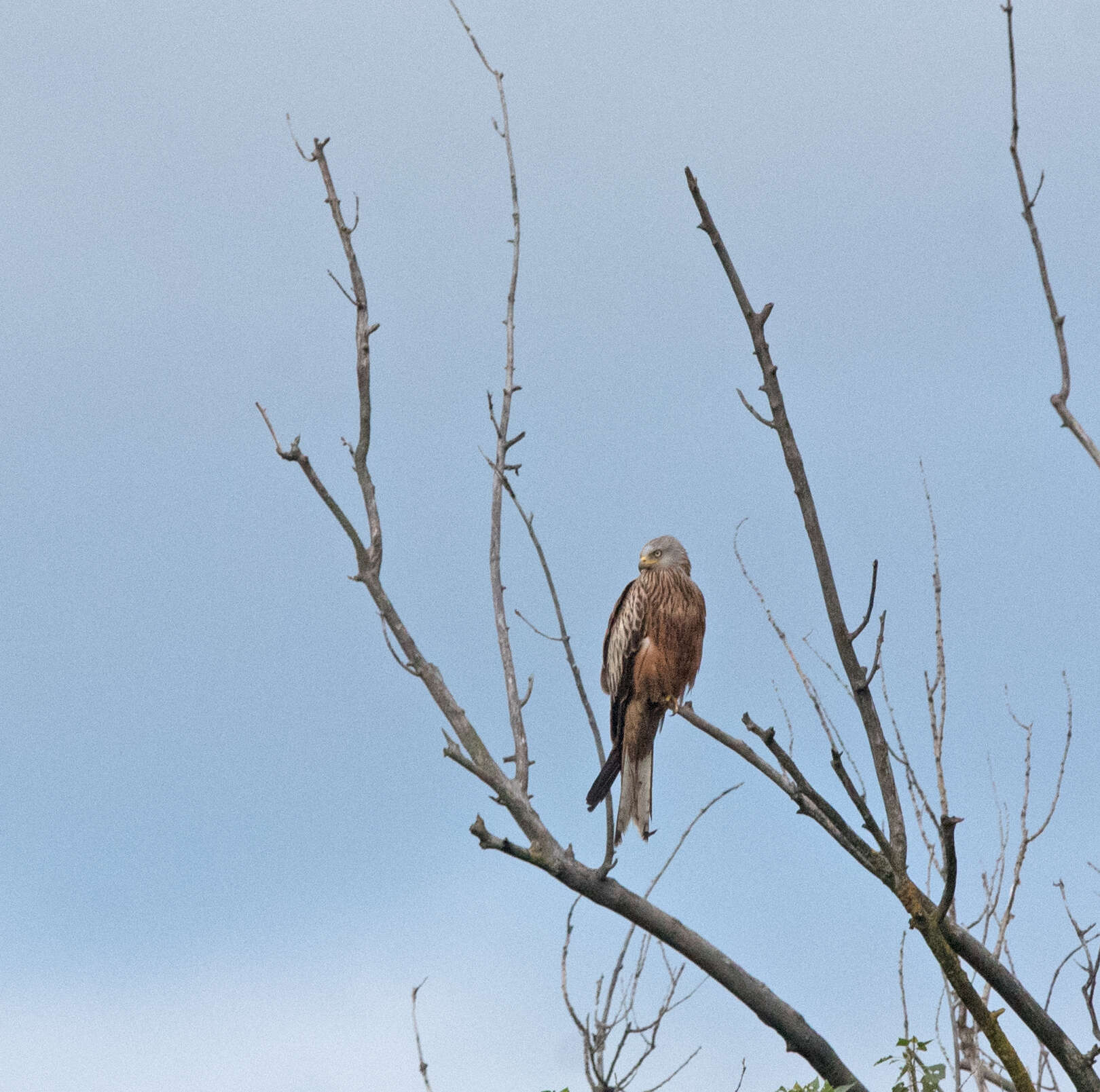 Image of Red Kite