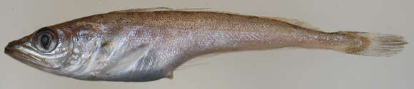 Image of Atlantic hake