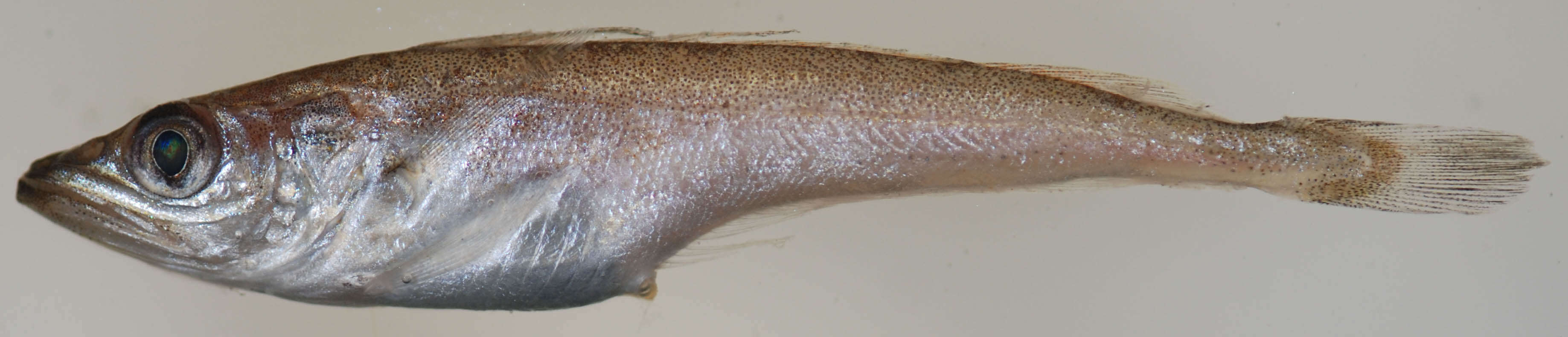 Image of Atlantic hake