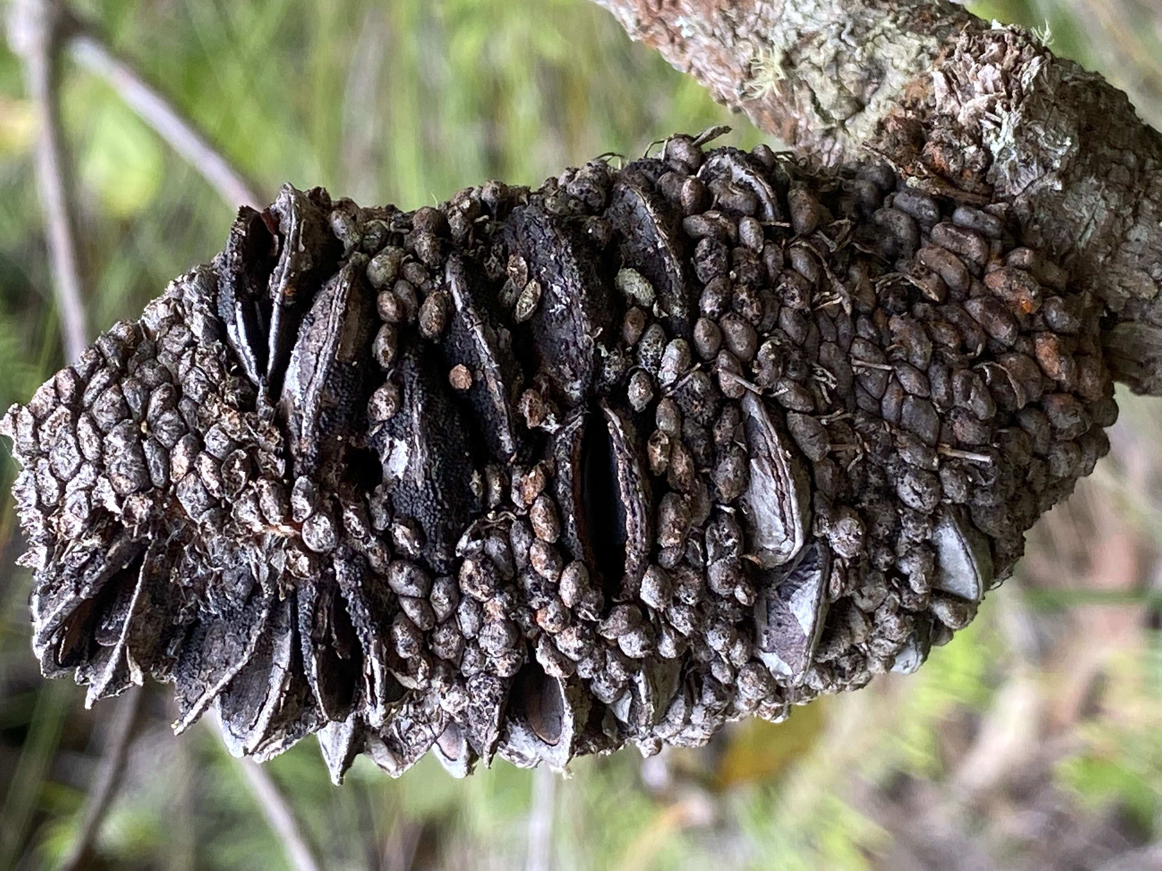 Image of Banksia paludosa R. Br.