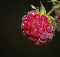 Image of Bramble