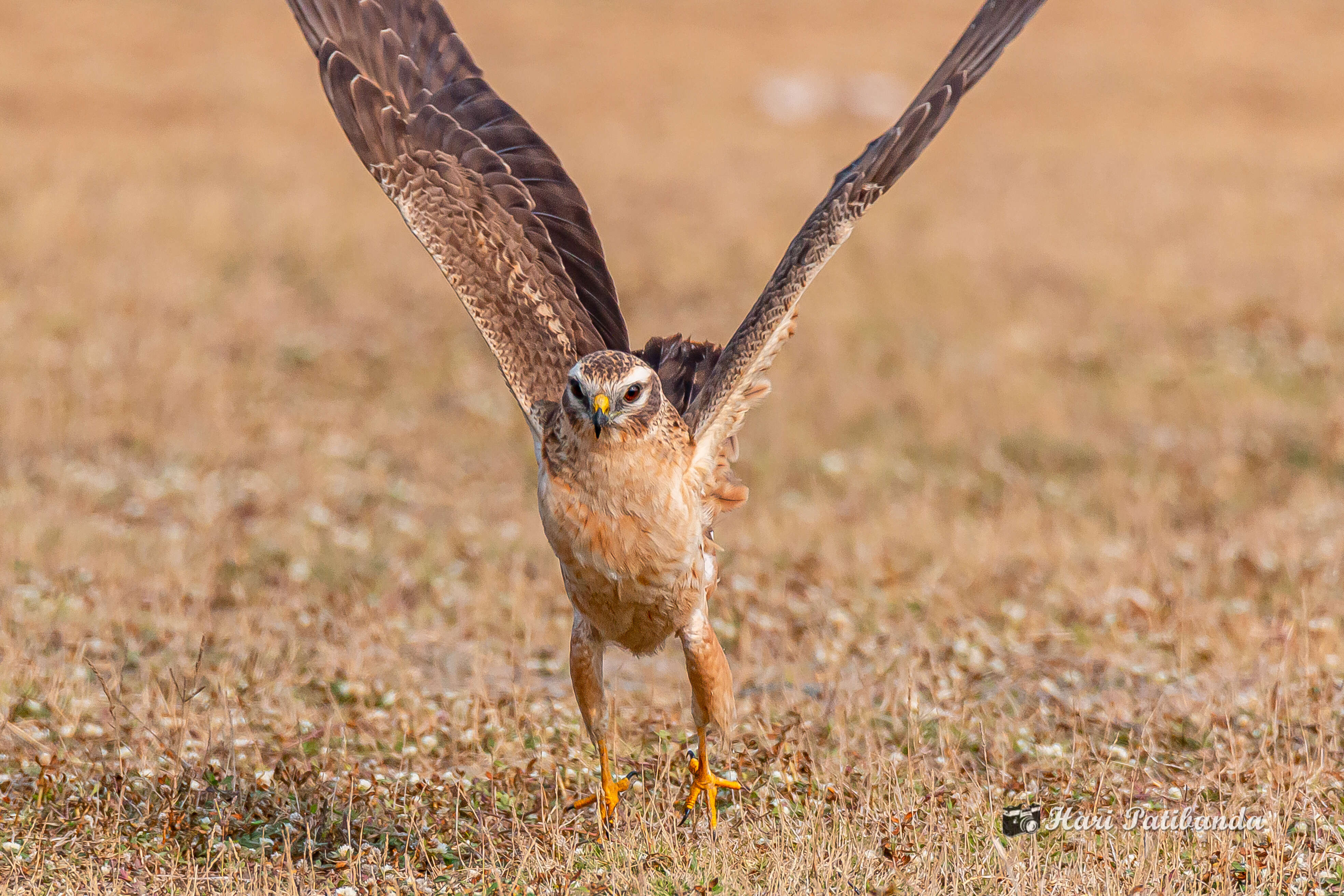 Imagem de Tartaranhão-caçador