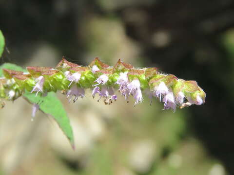 Image of crested latesummer mint