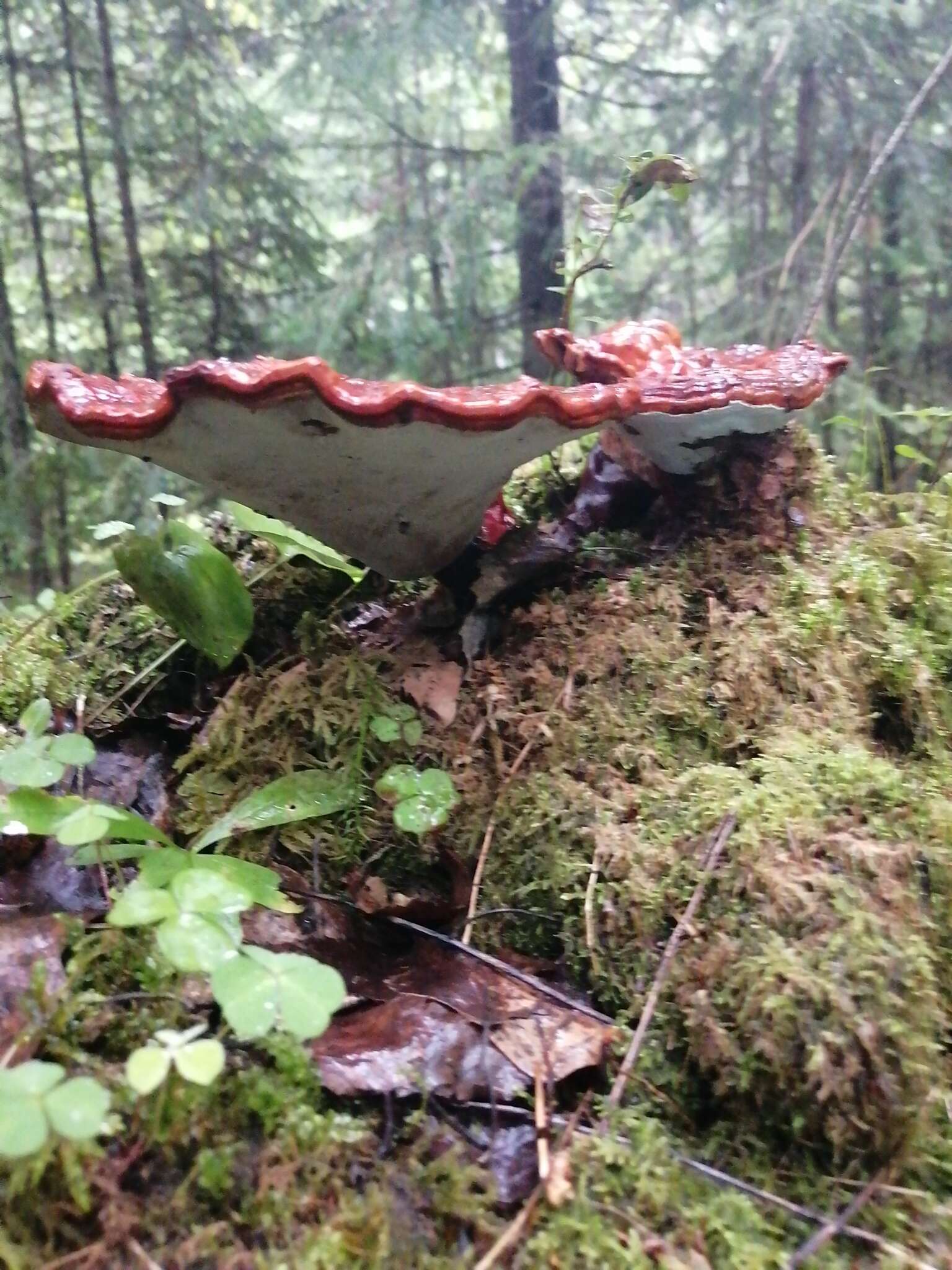 Image of lingzhi mushroom