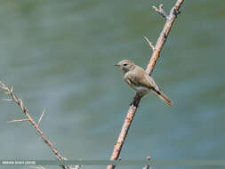 Image of Siberian Chiffchaff