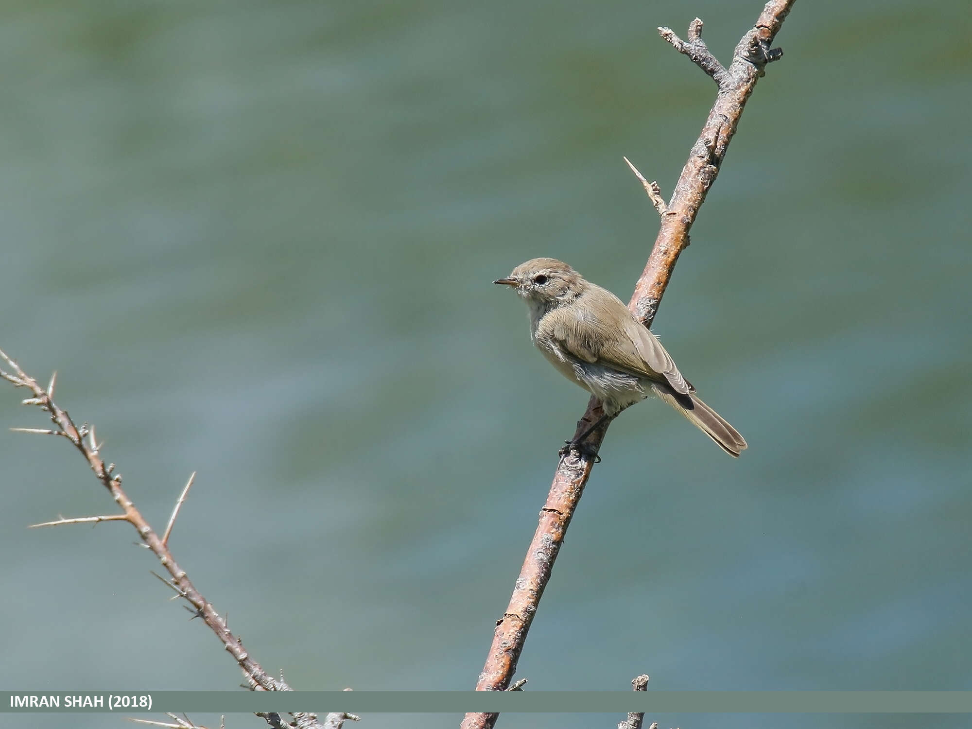 Image of Siberian Chiffchaff