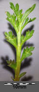 Image of Creeping Watercress