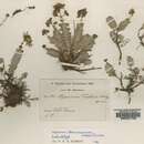 Image of Hypericum decaisneanum Coss. & Daveau
