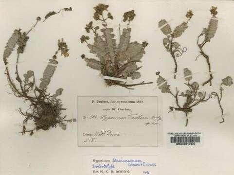 Image of Hypericum decaisneanum Coss. & Daveau