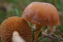 Imagem de Galerina graminea (Velen.) Kühner 1935