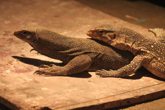 Image of monitor lizards