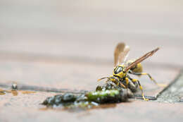 Image of Polistes rothneyi Cameron 1900